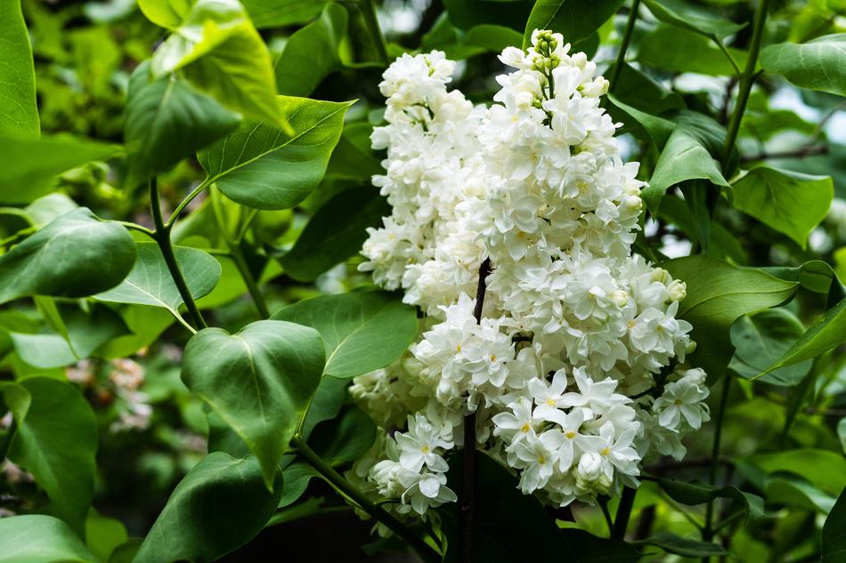 Lilac White Flower