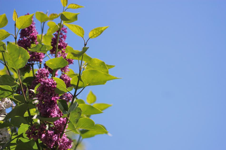 Without Lilac Bush The