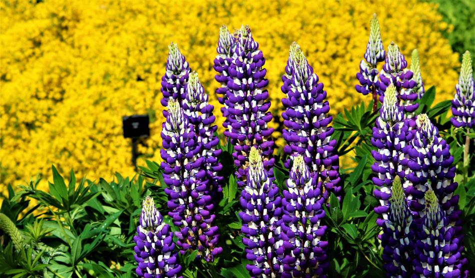 purple wonderful flowers in the field
