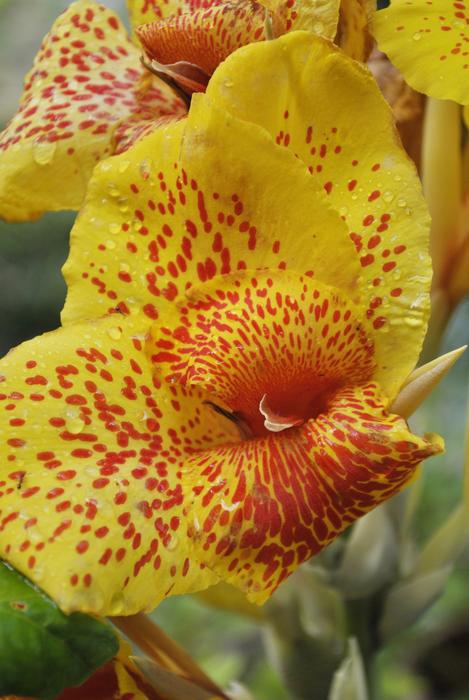 Platanillo Flower Yellow Tlapa De