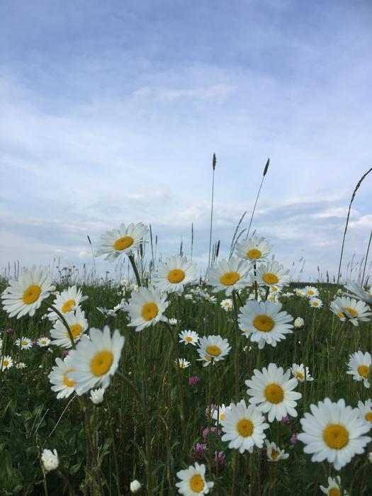 Daisies Flowers Meadow