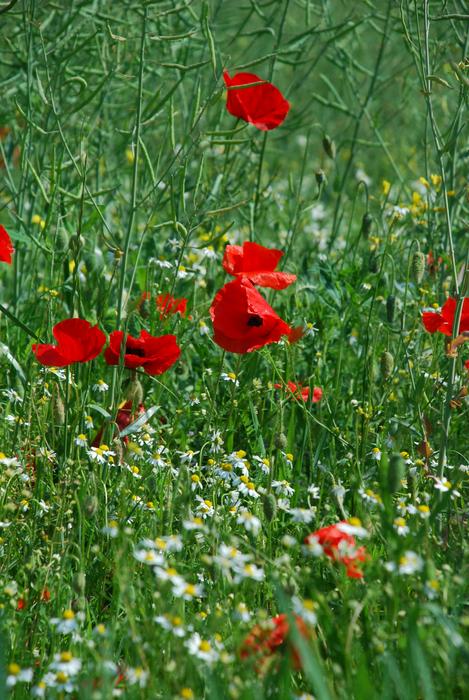 Poppy Blossom Bloom Red