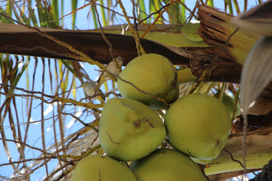 Nature Coco Coconut