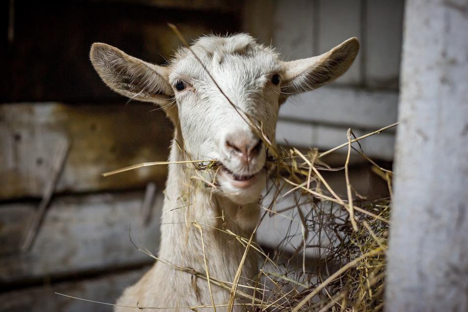 Farm Animals Livestock The