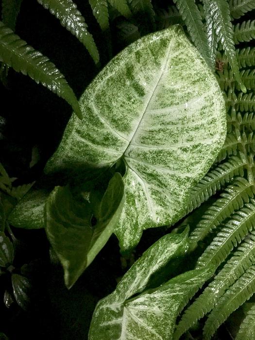 Leaves Green