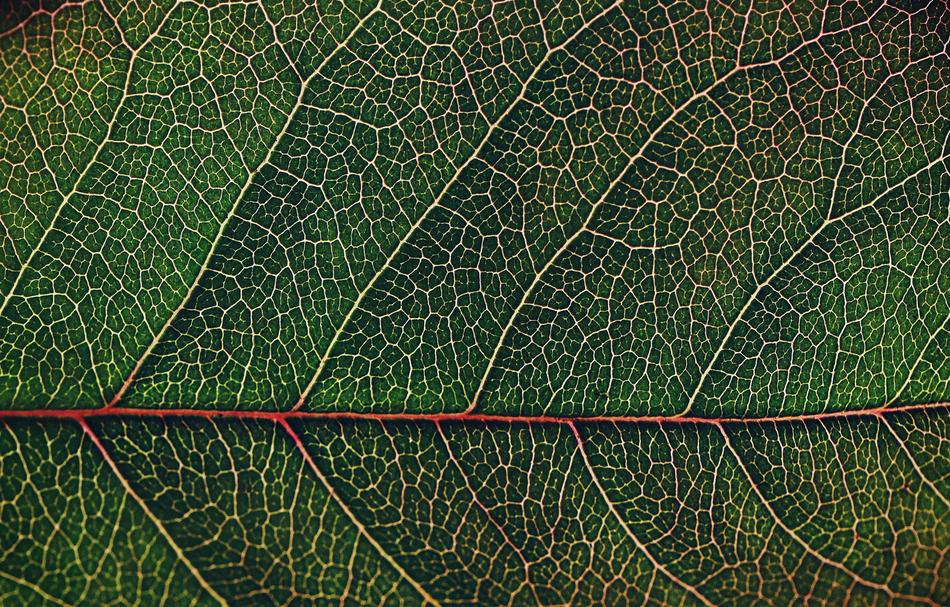 Leaf Pattern Desktop