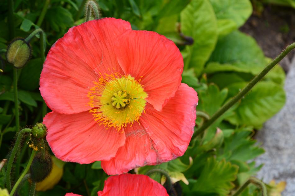 Red Flower Green Leaf Garden