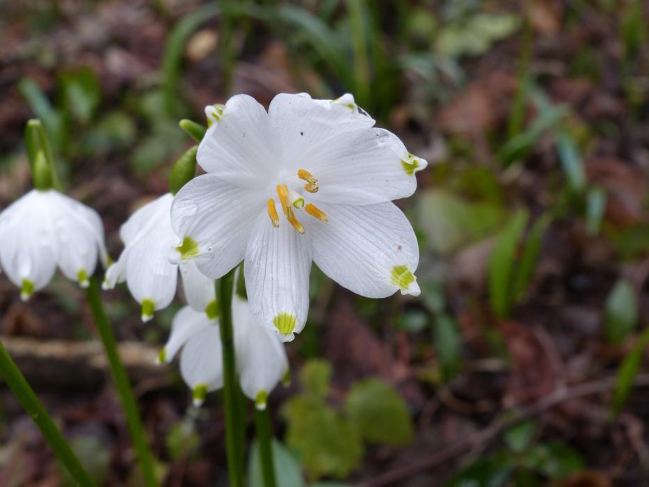 Nature Flower Plant