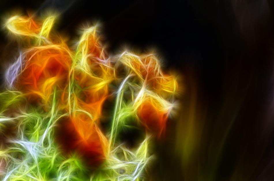 Nature Color Blur