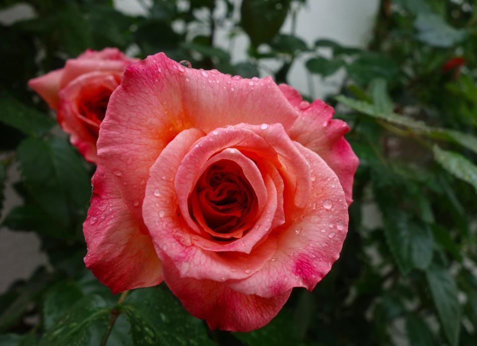 Rose Flower Blossom