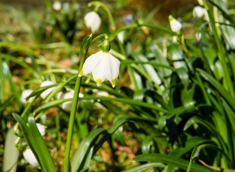 Snowflake Flower Blossom