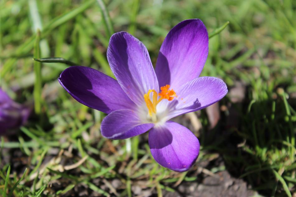 Flower Spring