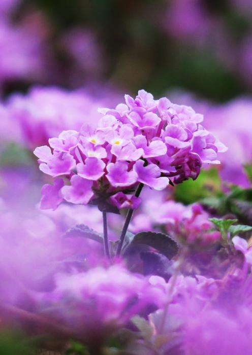 Flower Nature Plant