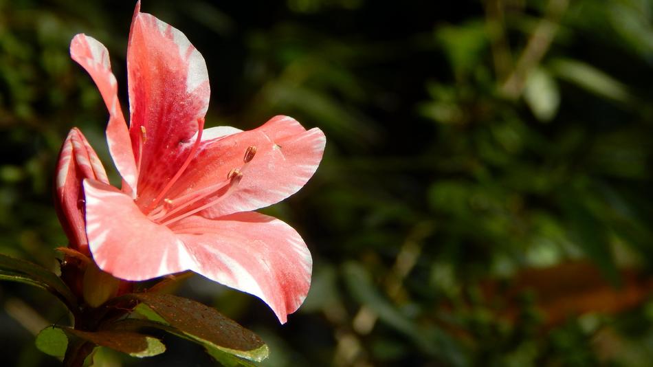 Flower Nature Flora