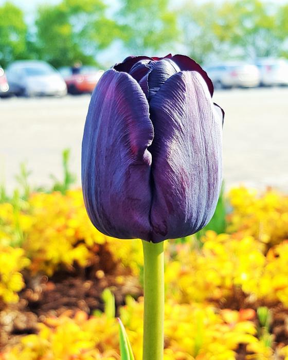 Flower Tulip Nature