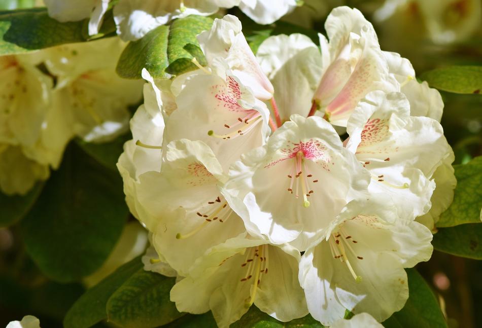 Rhododendron Buds