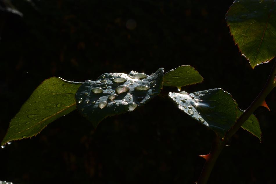Drops Dew Sheet