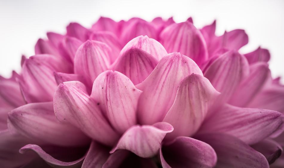 Chrysanthemum Autumn Flowers