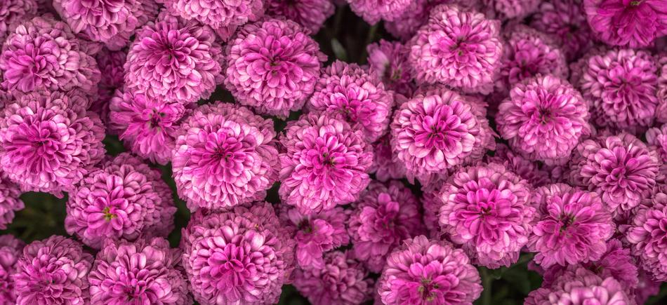 Chrysanthemum Autumn Flowers