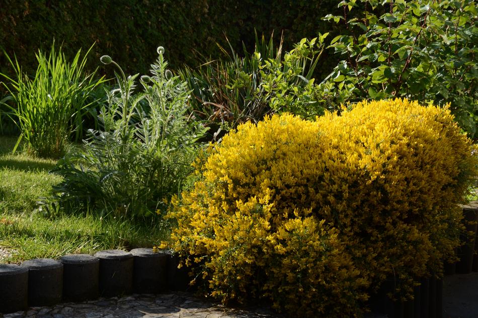 Bush Yellow Spring Flowering