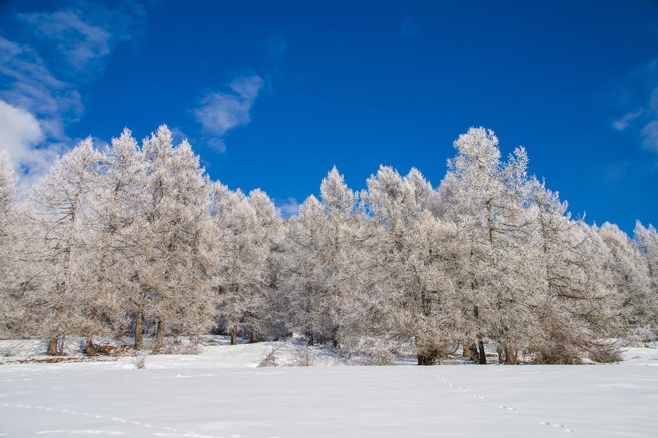 Snow Winter Frost