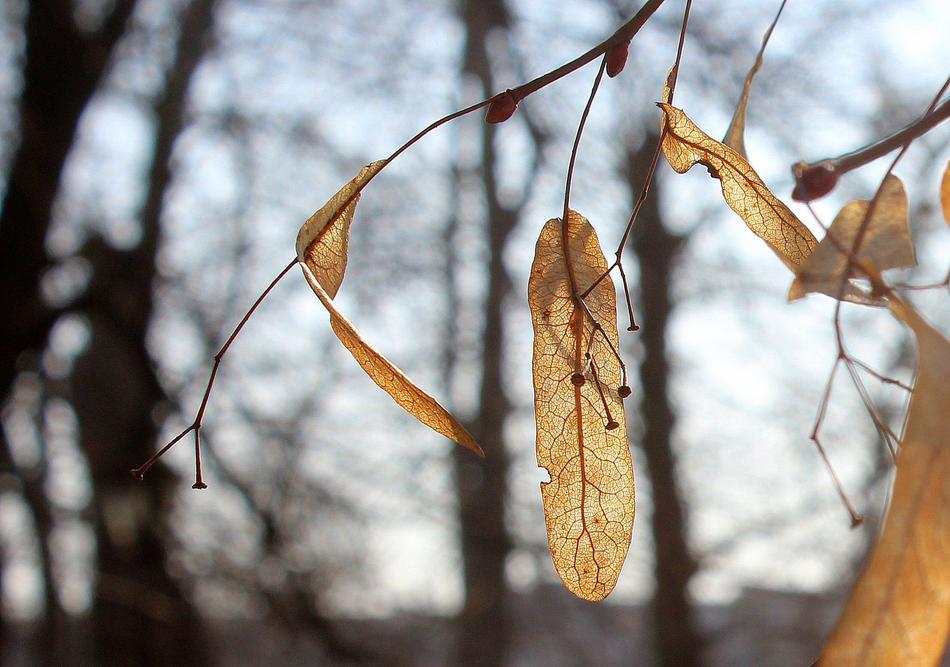 Tree Nature Leaf Dry