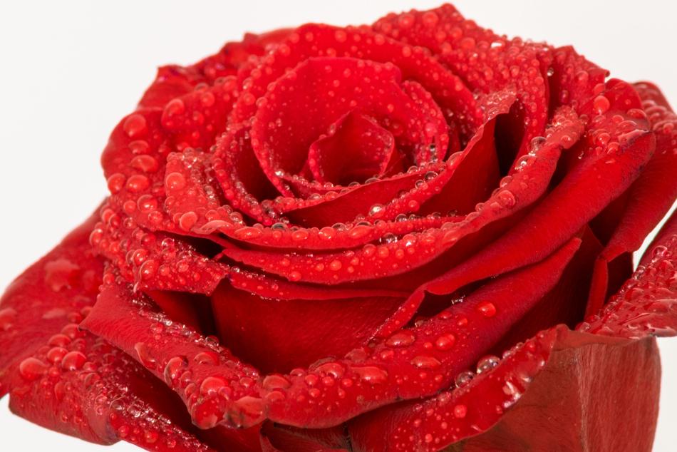 Flower Rose Red