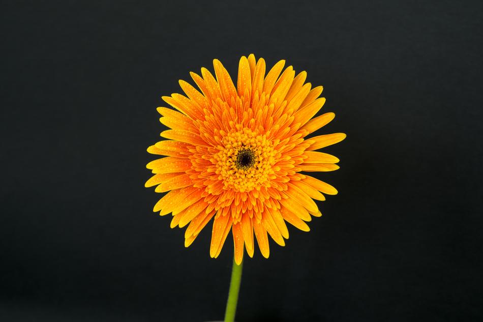 Nature Flower Flora