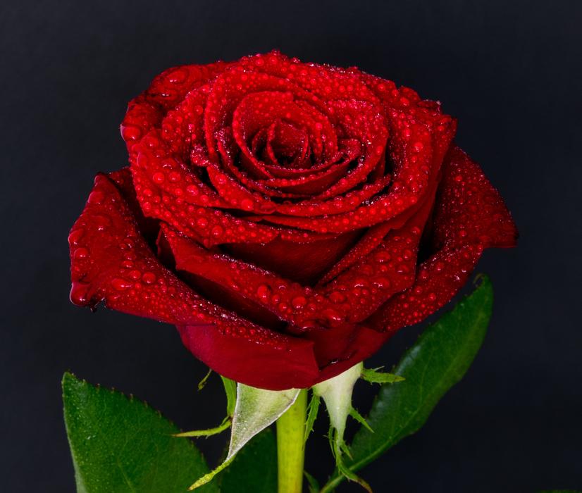 Rose Flower