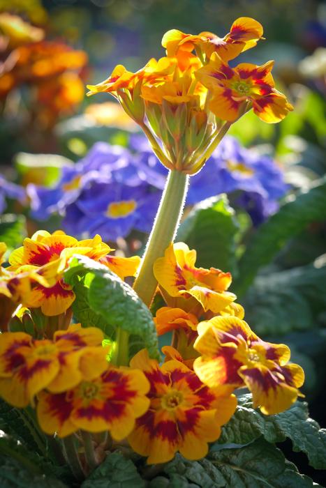Flower Nature Plant