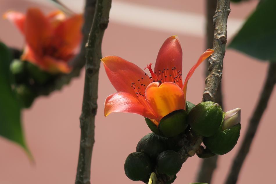 Flower Nature Plant