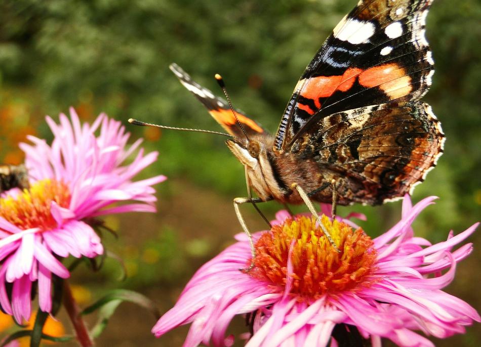 Nature Insect Plant