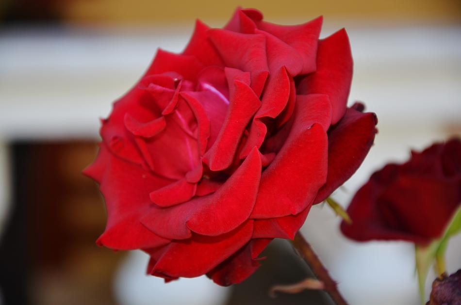 Rose Red Flower