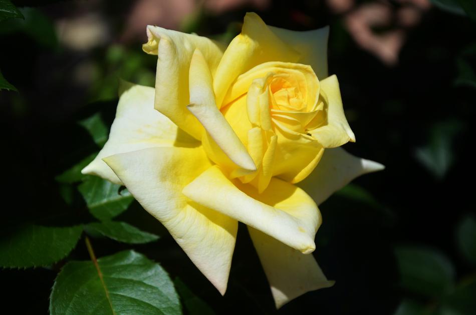 Rose Flower Spring