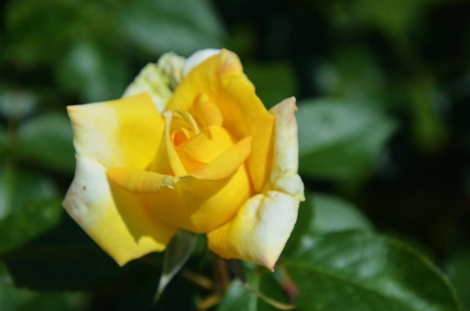 Yellow Rose Flower