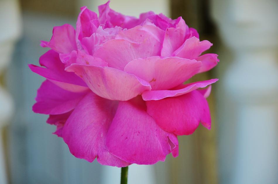 Rose Flower Spring