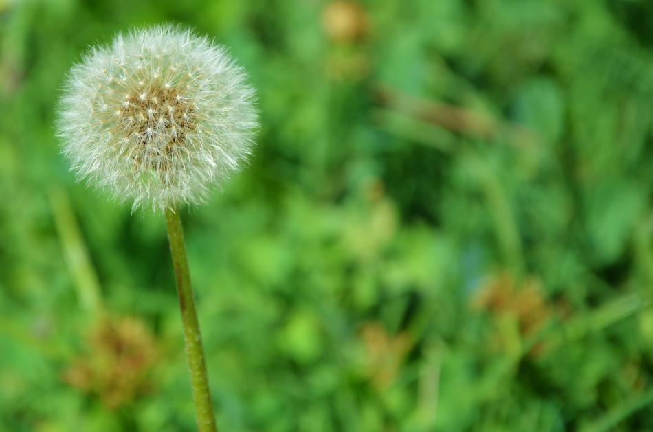 Flower Natur Dandelion