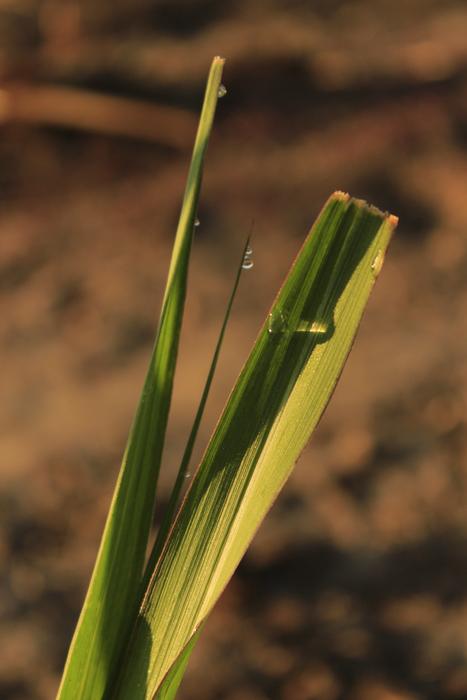 Nature Leaf Flora