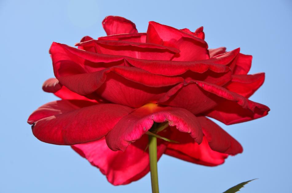 Rose Flower Spring