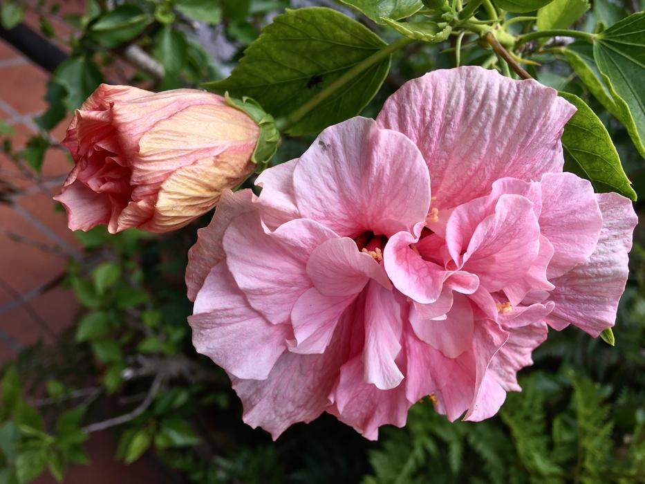 Ibisco Pink Petals Garden