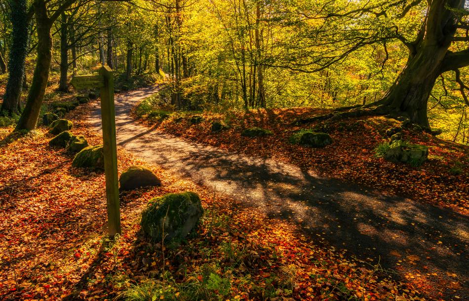 Autumn Light Leaves Landscape