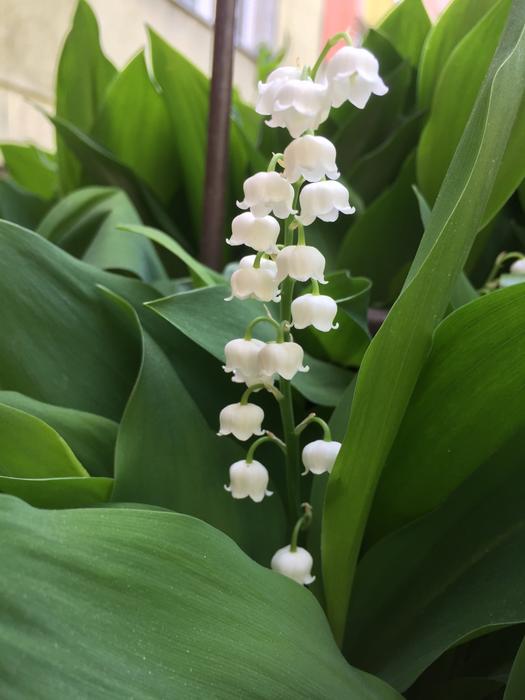 Lily Of The Valley Spring Flowers