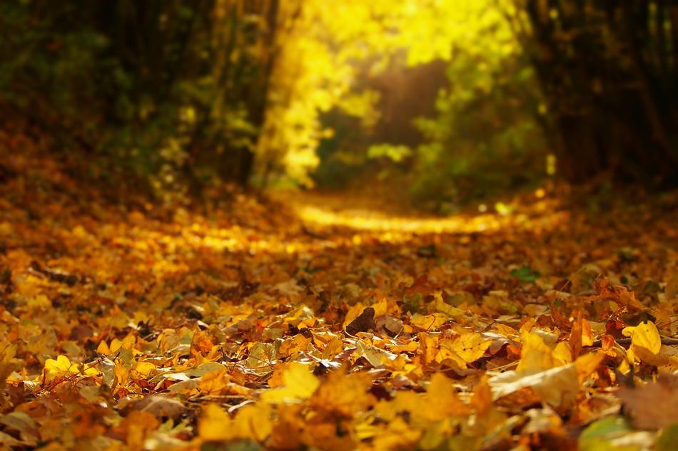 Autumn Foliage Nature