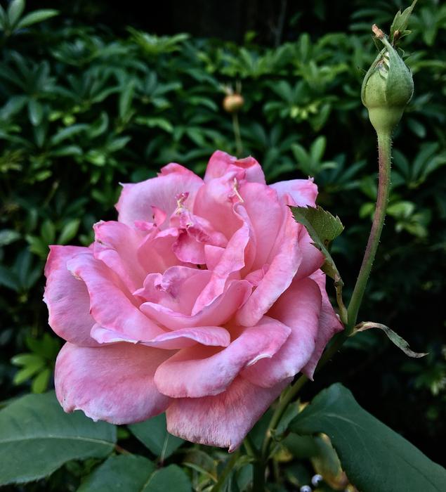 Pink Rose Petals