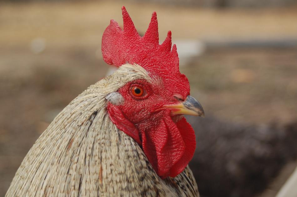 Animals Birds Poultry