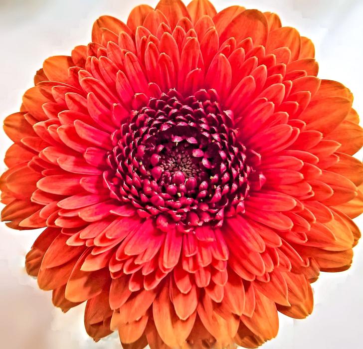 Chrysanthemum Flower Single Bloom