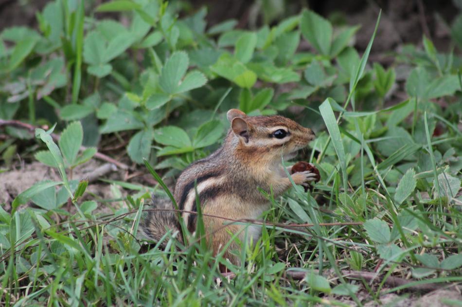 Nature Wild Life Outdoors