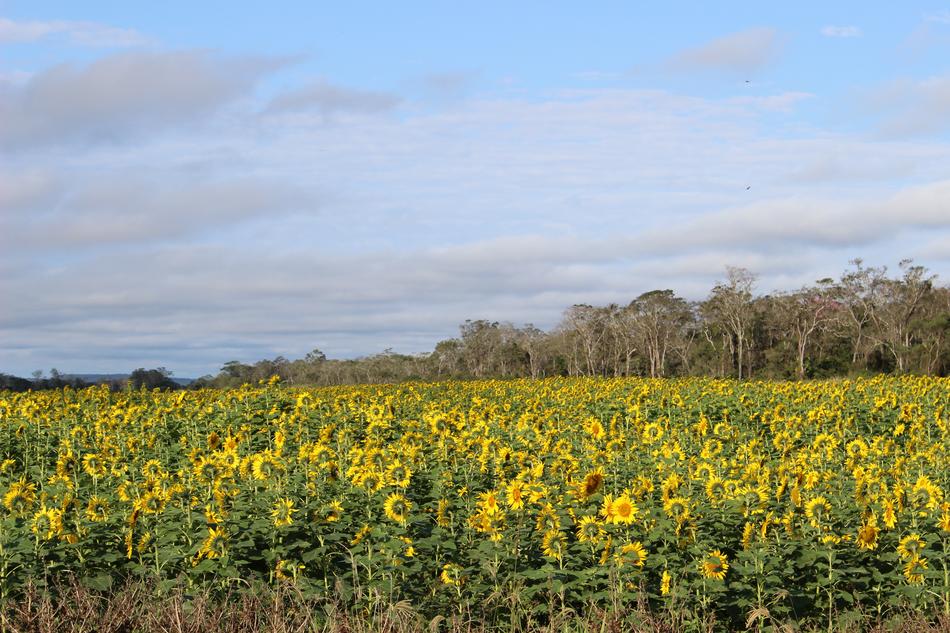 Sunflower Soy Rural