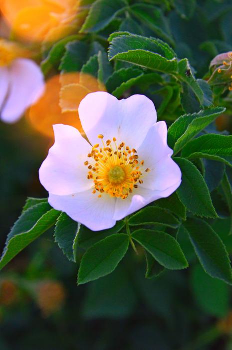 Rosehips Flower White
