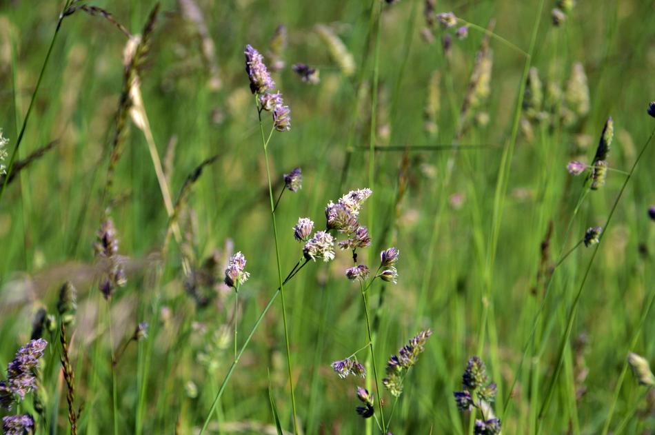 Grass Mature Field